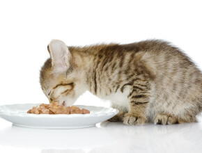 Советы ветеринаров: как выбрать лучший корм для кошек