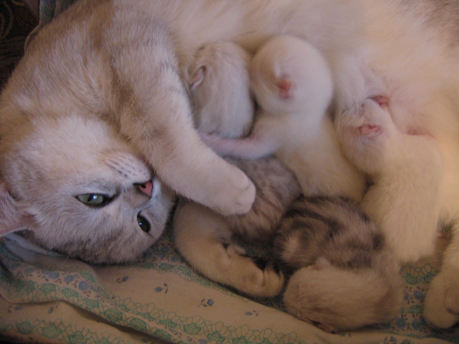 Сколько длится беременность у кошки в месяцах. Кошки вынашивают котят. Роды кошки шотландской вислоухой.