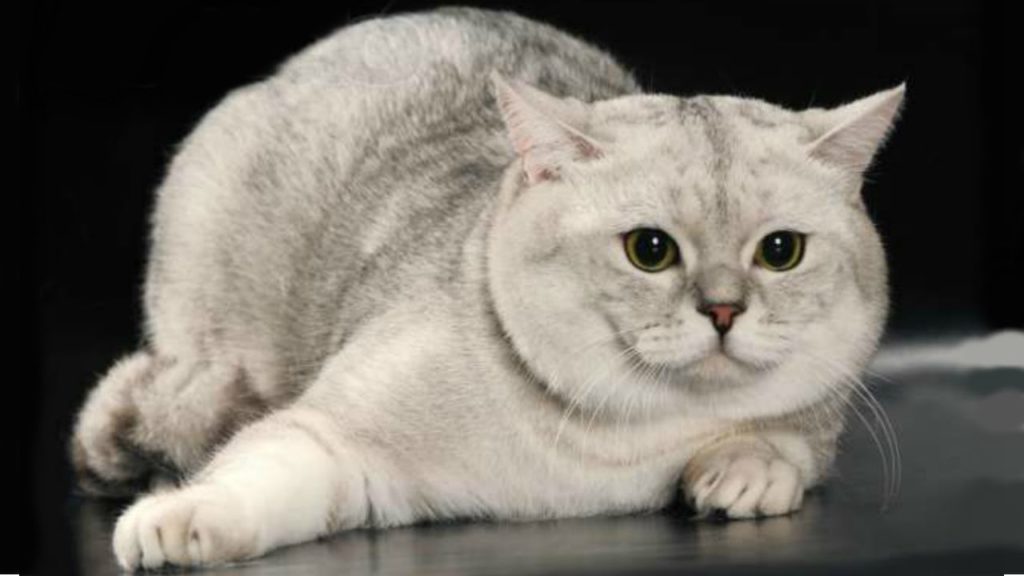 Шотландская кошка серая фото