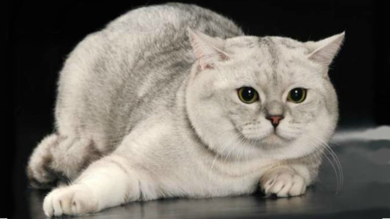 Шотландский кот прямоухий персиковый фото