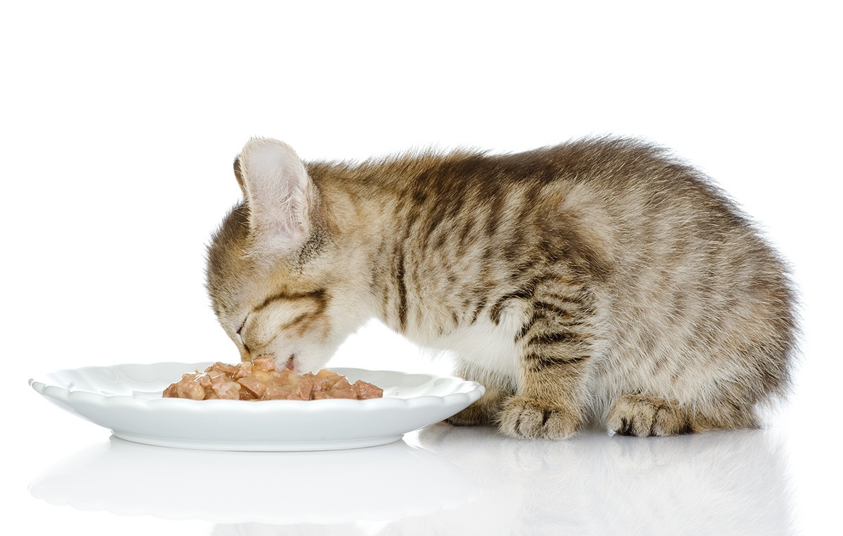 Котенок ест из тарелки